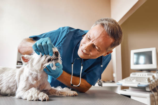 Best Broken or Chipped Tooth Repair in Frederickson, WA